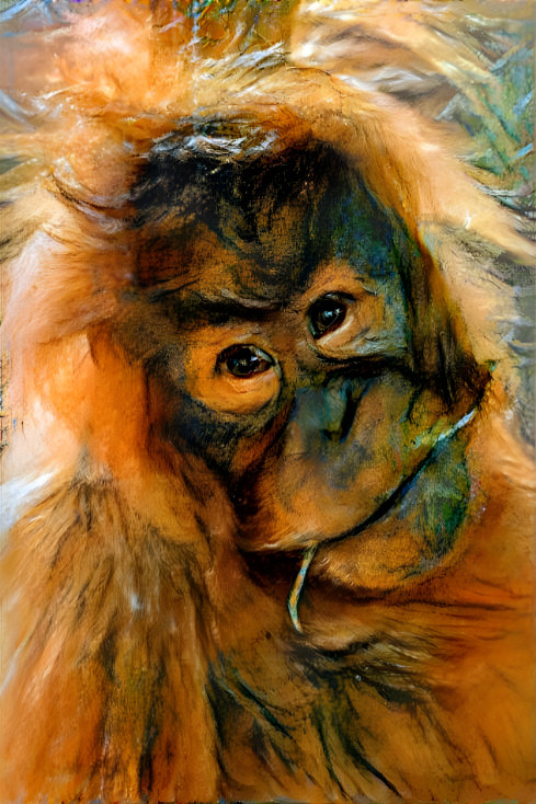 Orangutan