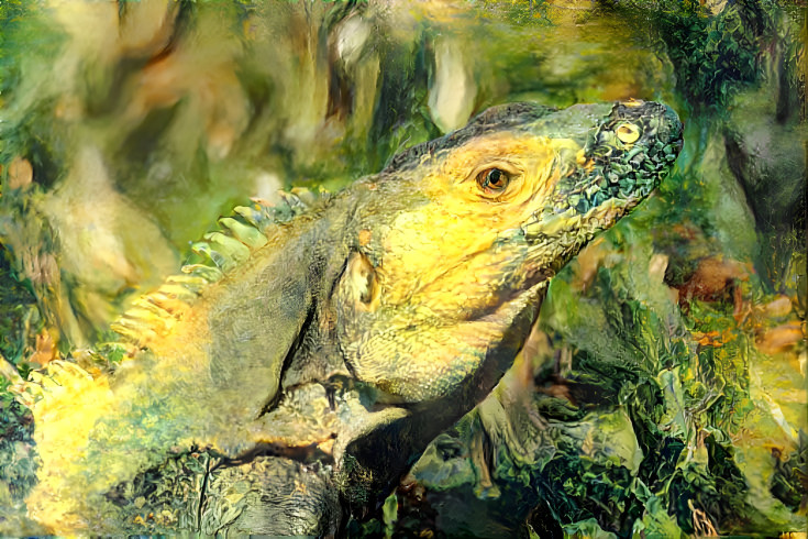 Iguana 