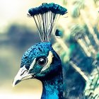 Vibrant blue and green peacock plumage with intricate eye patterns