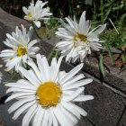 Colorful Floral Arrangement with White Daisy and Detailed Leaves