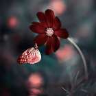 Vibrant red and orange butterflies on dark green foliage with pink flowers