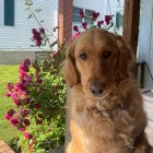 Realistic Golden Retriever Illustration with Flower Bush and Sunlit Lawn