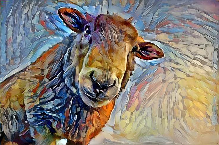 Sheep