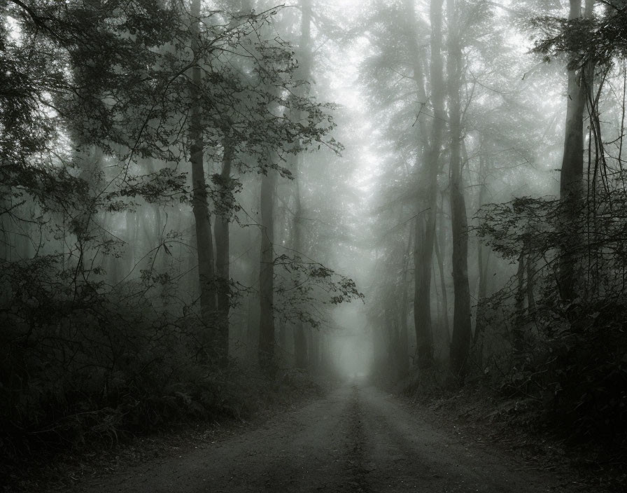 Misty forest path with towering shadowy trees in foggy setting