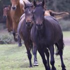 Horses with Colorful Geometric Patterns in Abstract Scene