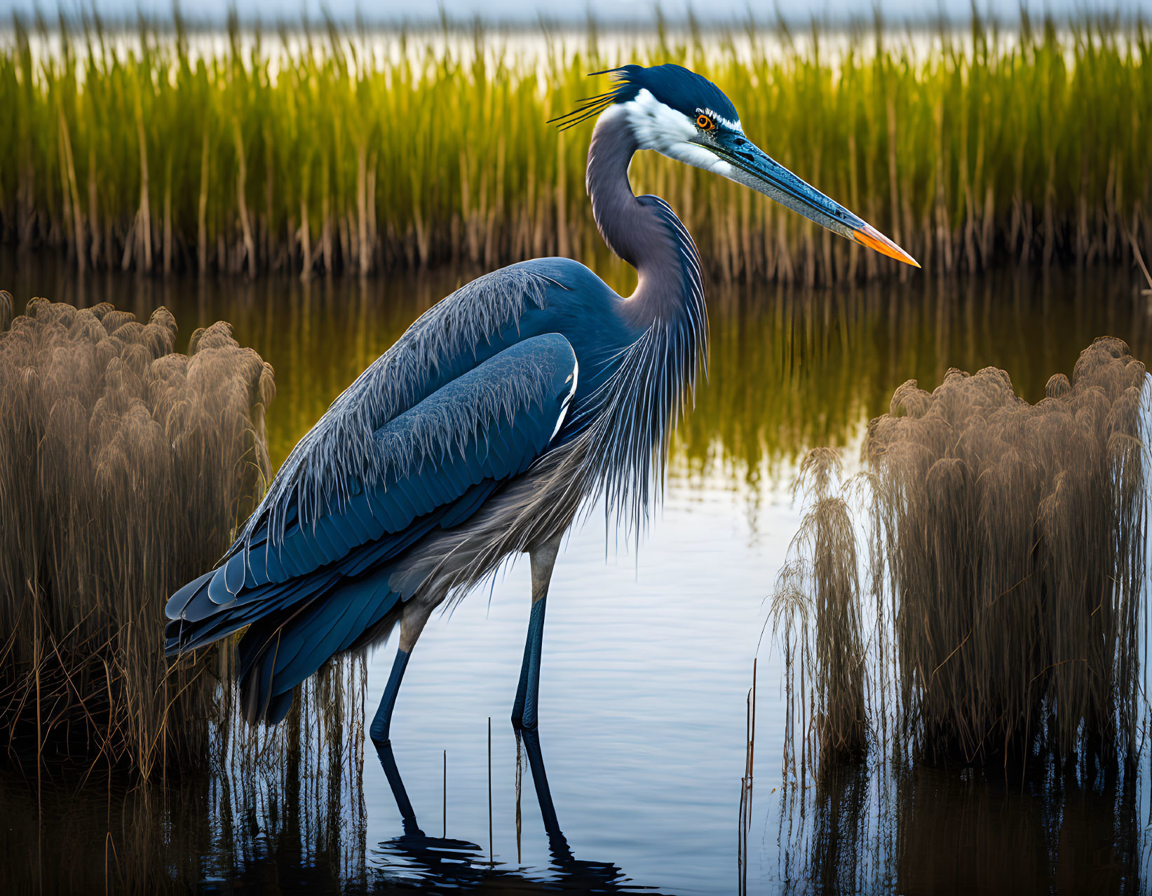 Great Blue Heron in Shallow Water with Tall Grass Background