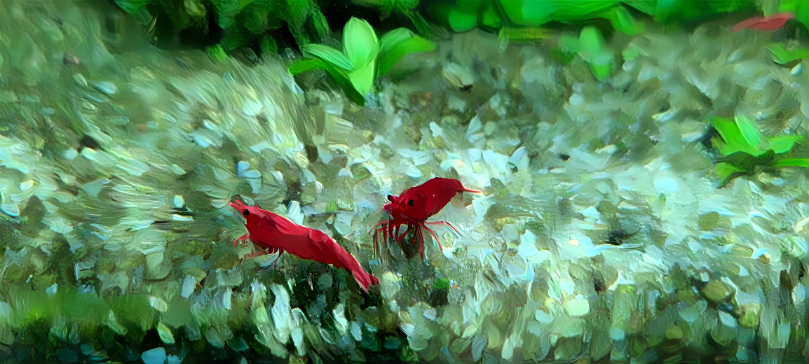 red shrimp