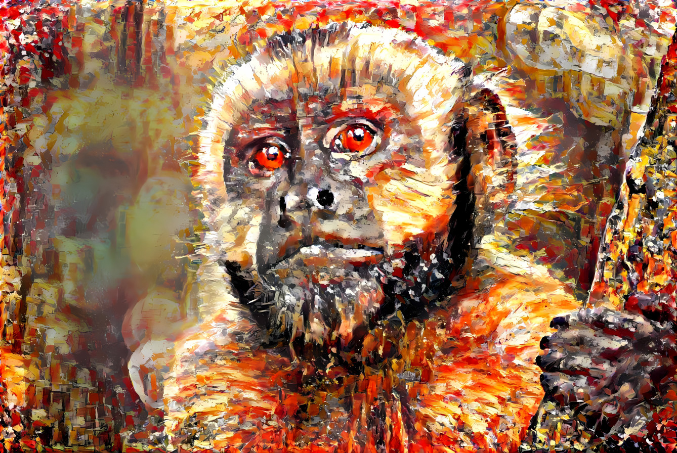 Primate