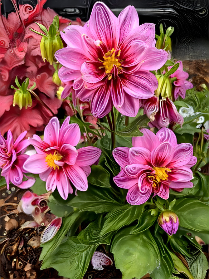 Pink Swirl Dahlias