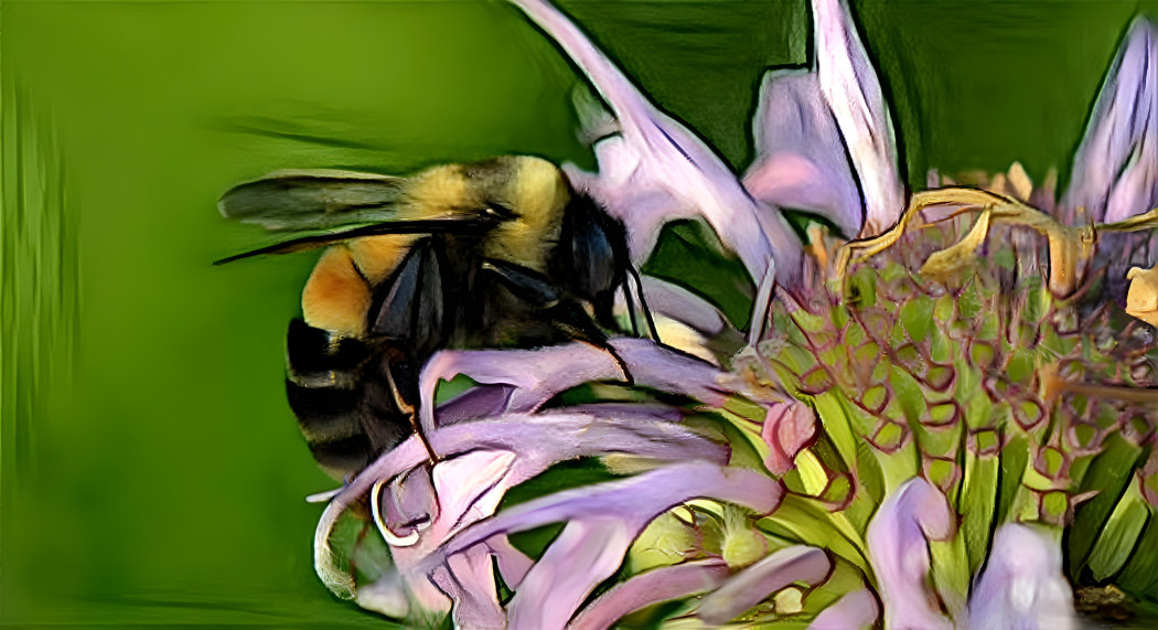 Bombus Affinis