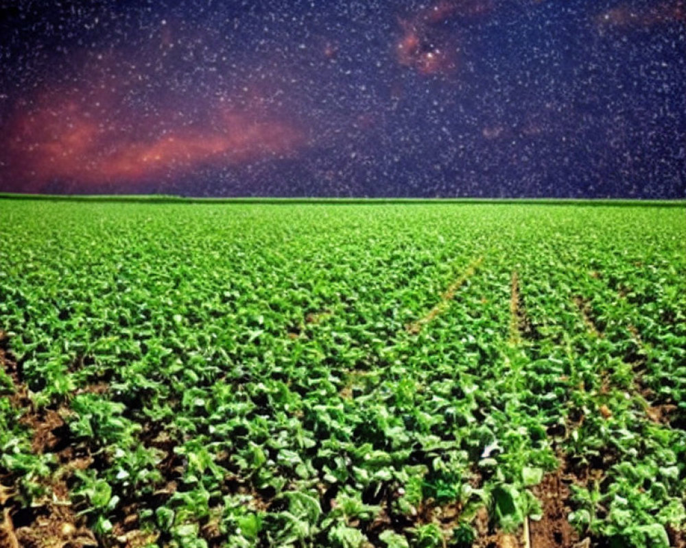 Starry Night Sky Over Green Crop Field at Dusk