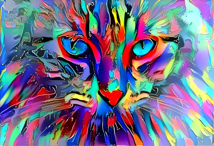 Colourful cat