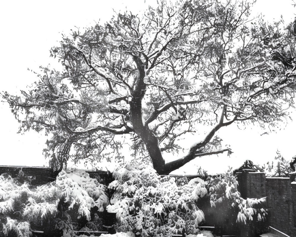 Monochrome photo of snow-covered tree and surroundings