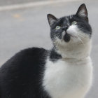 Black and White Cat with Green Eyes and Whiskers on Neutral Background