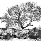 Monochrome photo of snow-covered tree and surroundings