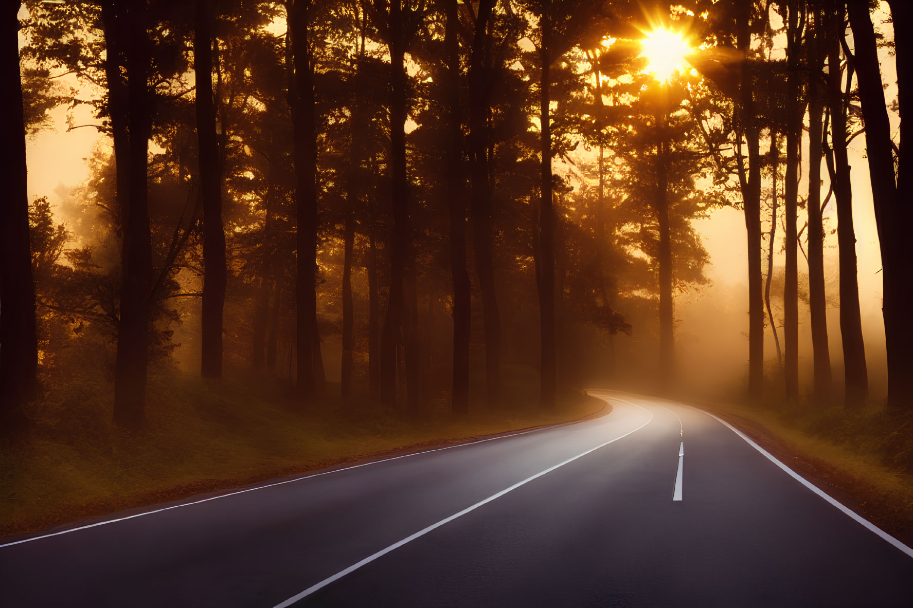 Misty Morning Scene: Sunlight Through Forest Trees