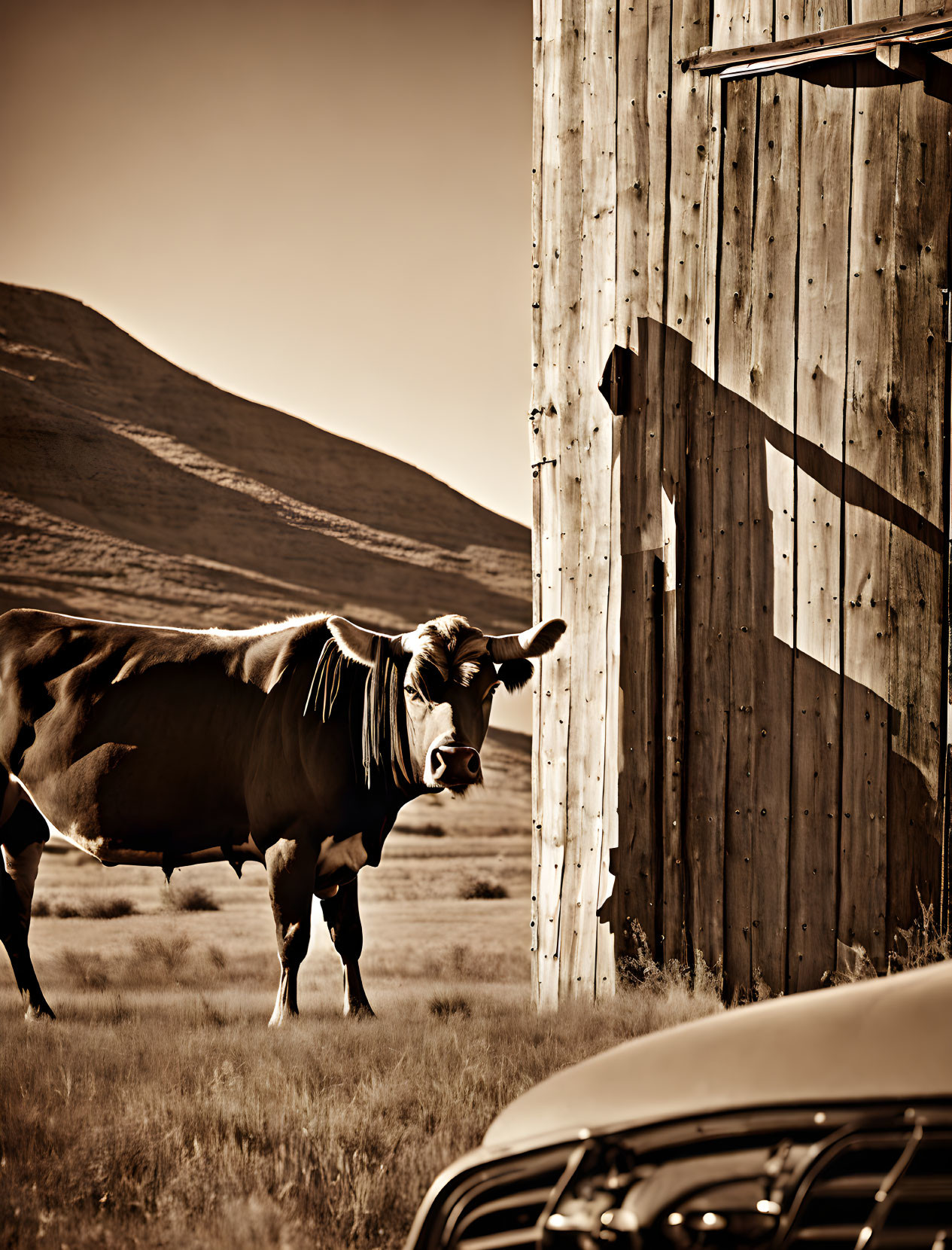 Vintage car and curious cow in sepia-toned rural scene