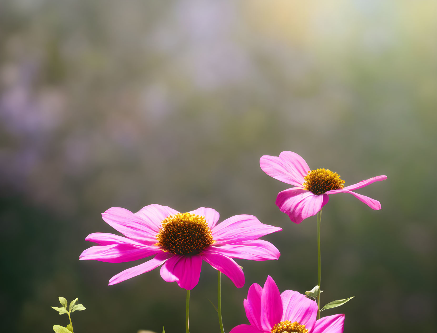 Pink Cosmos Flowers with Golden Centers in Sunlit Garden