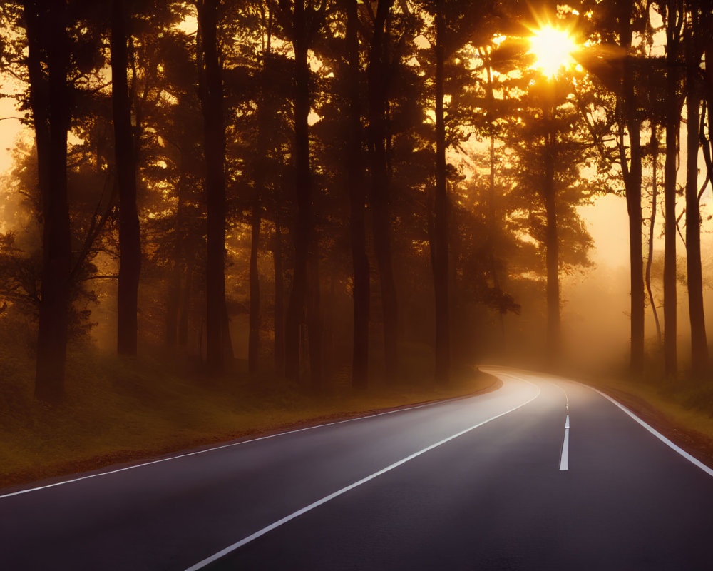 Misty Morning Scene: Sunlight Through Forest Trees