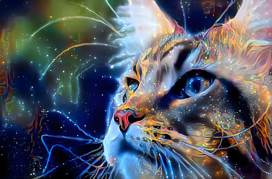  A cat in space