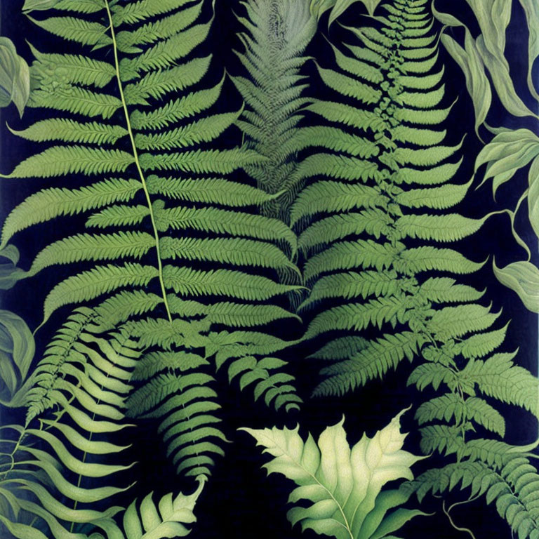 Intricate lush green ferns on dark background: dense natural pattern