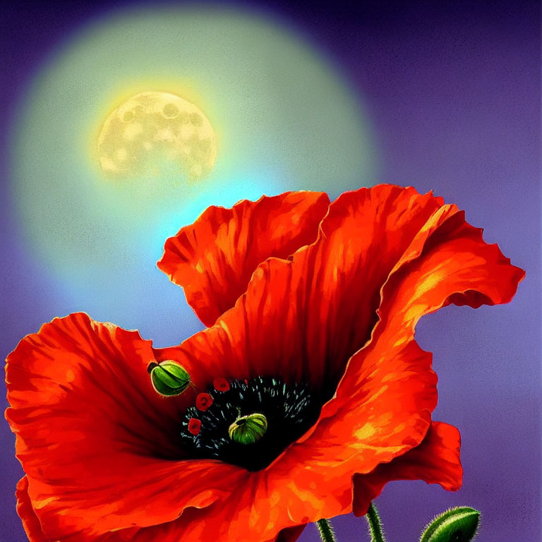 Red Poppy Flowers in Twilight with Full Moon and Hazy Sky