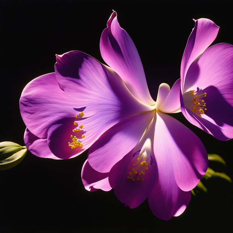 Vibrant purple flowers with yellow stamens on dark background.