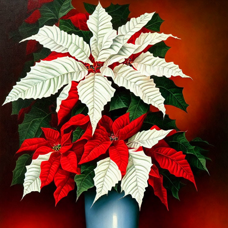 Vibrant red and white poinsettia plant in blue vase on dark red gradient background