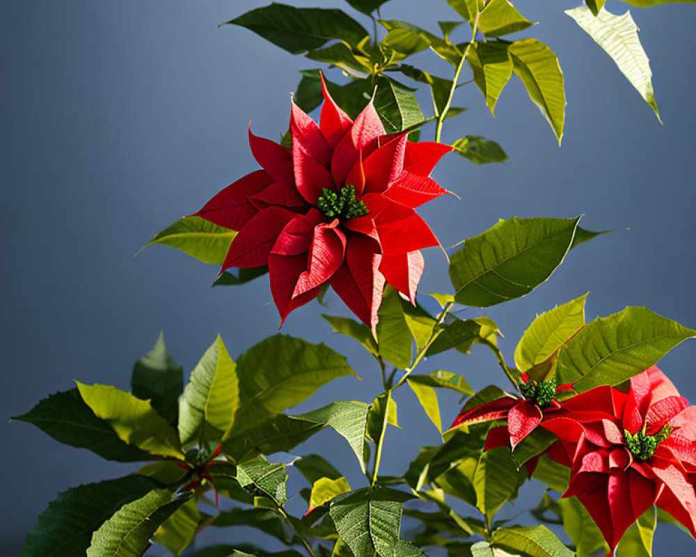 Bright red poinsettia flowers and green leaves on blurred blue backdrop