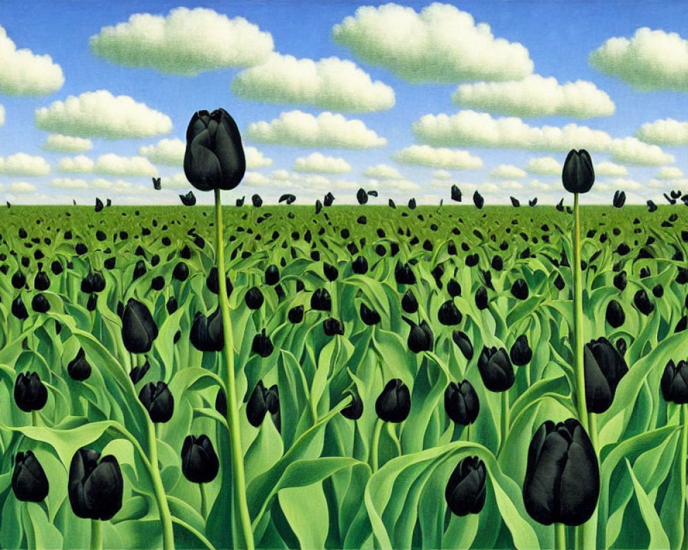 Vivid black tulips in a field with green foliage under a blue sky