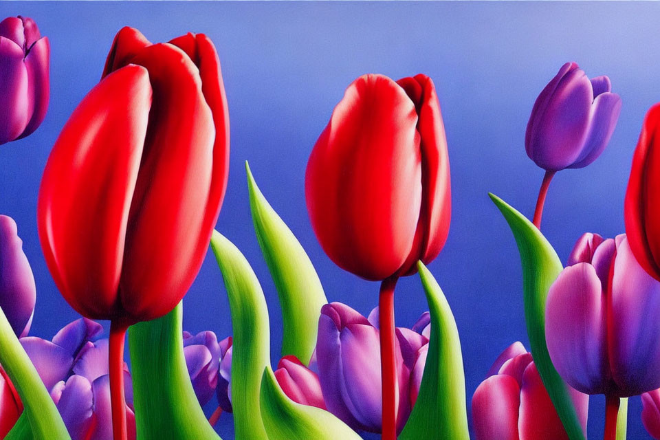 Colorful Red and Purple Tulips on Blue Background