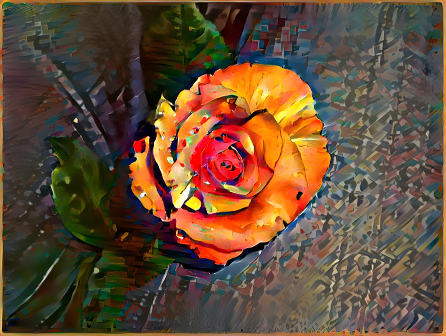 Rose dream