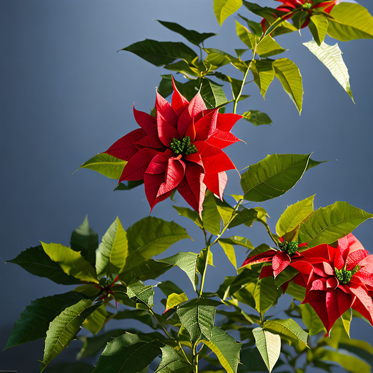 Bright red poinsettia flowers and green leaves on blurred blue backdrop