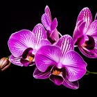 Detailed purple orchids with yellow centers on black background