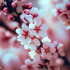 Pink Chrysanthemum Floral Pattern on Pale Background