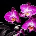 Colorful digital art: purple and pink floral forms on dark background