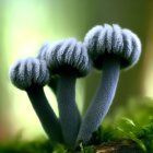 Glossy Mushrooms with Mountain Landscapes in Moss