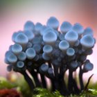 Colorful neon coral illustration with smaller organisms on pink and orange backdrop