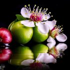 Bright pink and white flowers with yellow centers on reflective surface against black background with yellow and pink blossoms