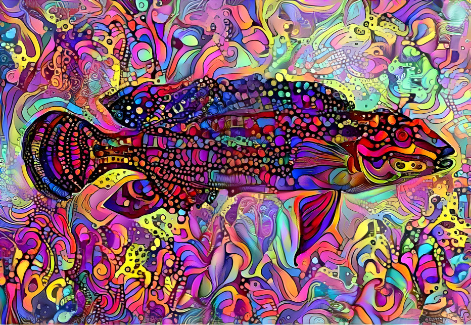 multicolor fish