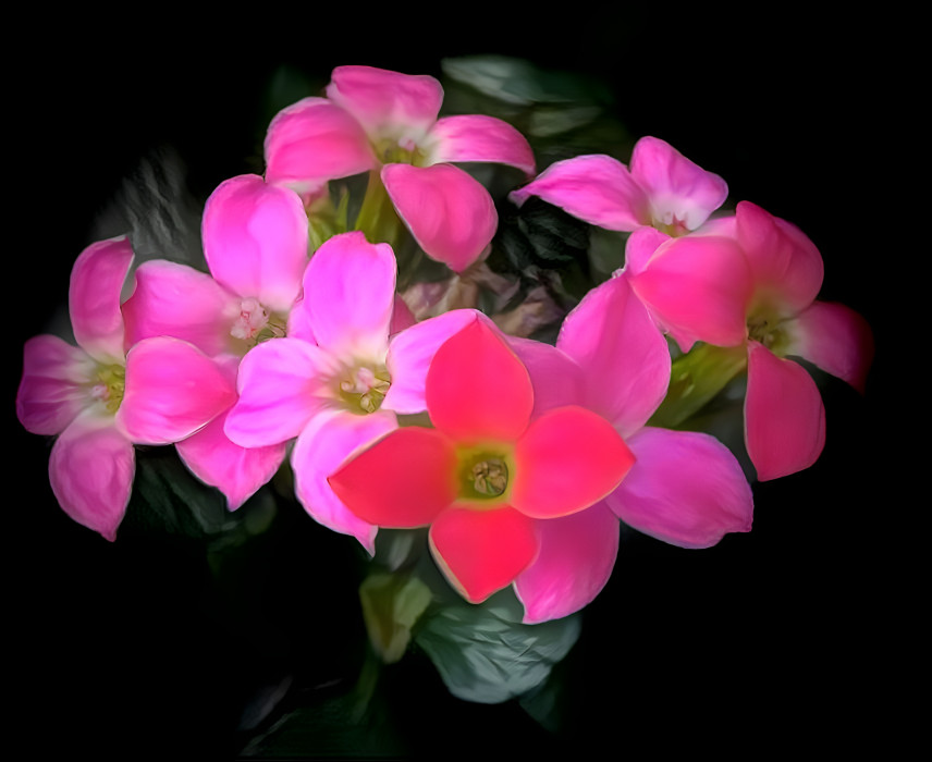 Kalanchoe