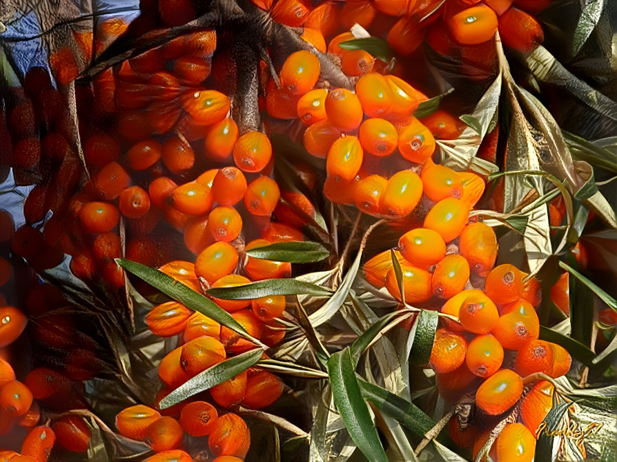 Sea-buckthorn