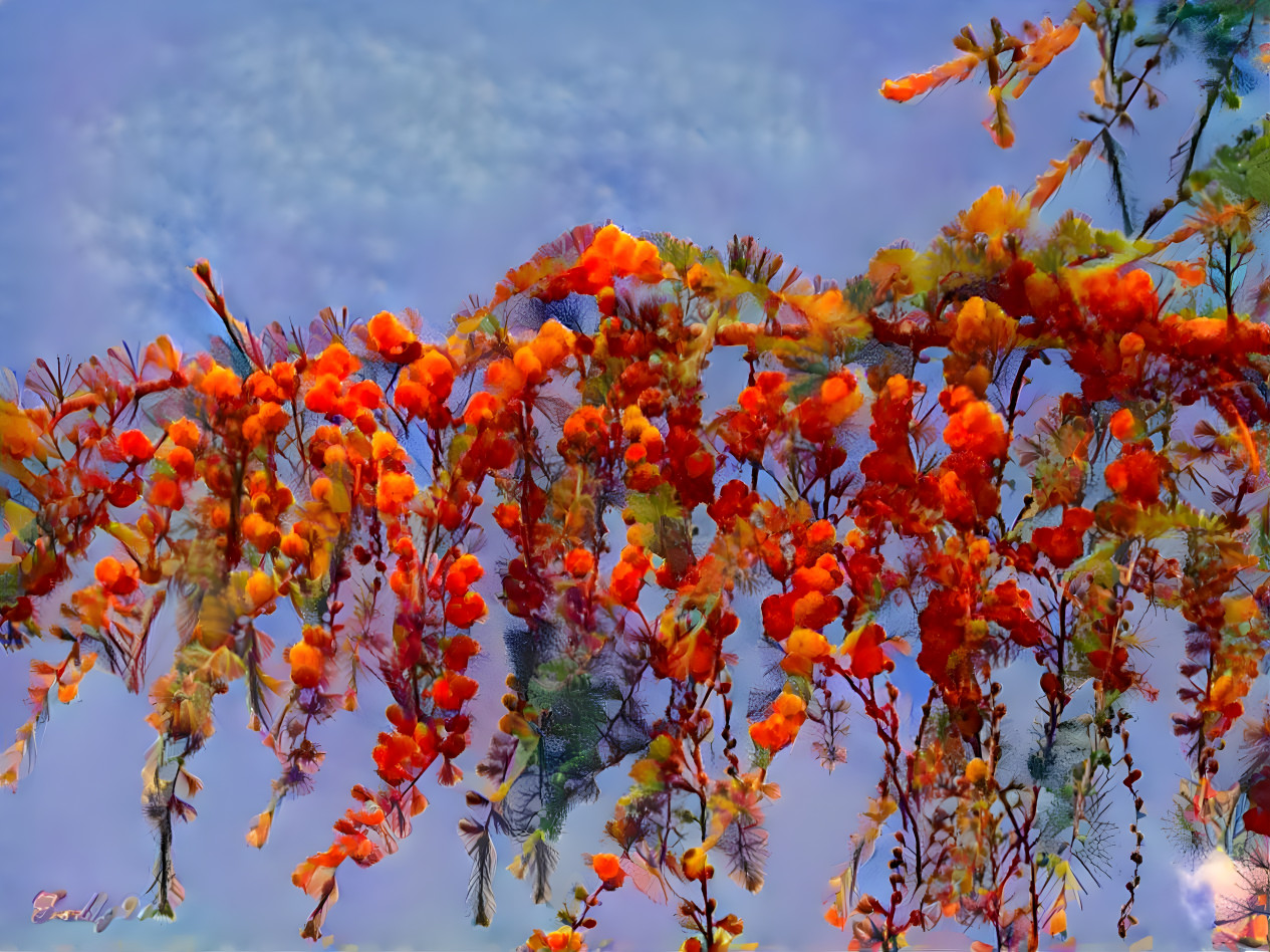 Larch-cones