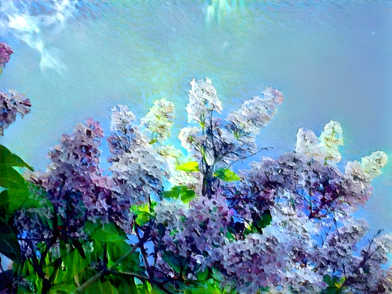 Spray of lilac