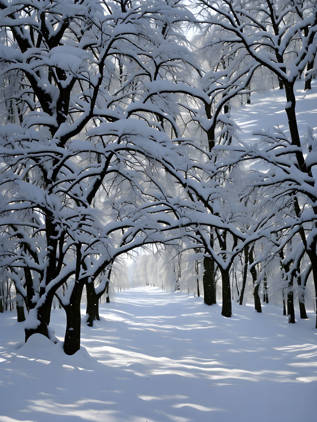 Serene snow-covered path with sunlight filtering through trees