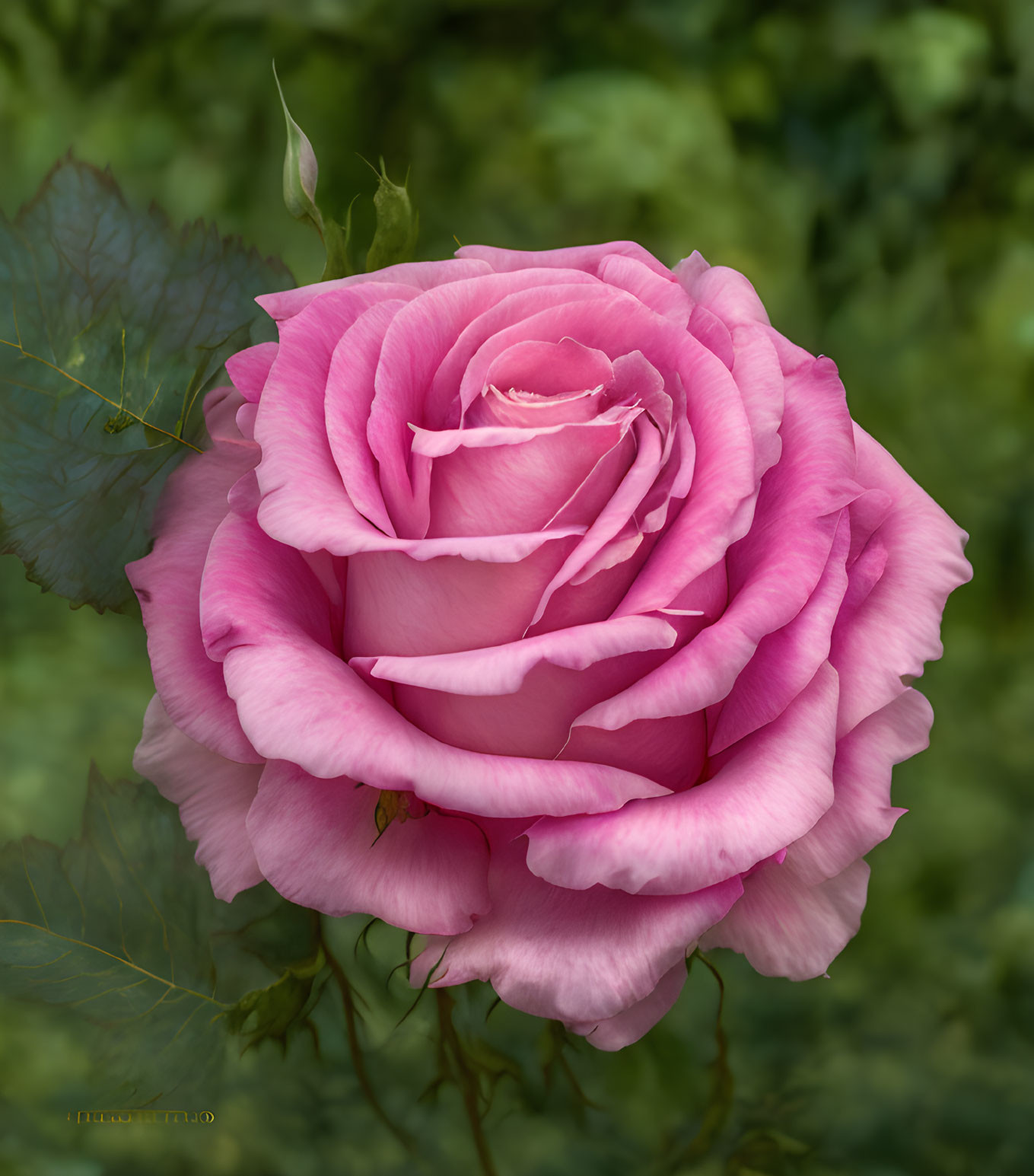 Pink rose with multiple layers of delicate petals in full bloom against green foliage.