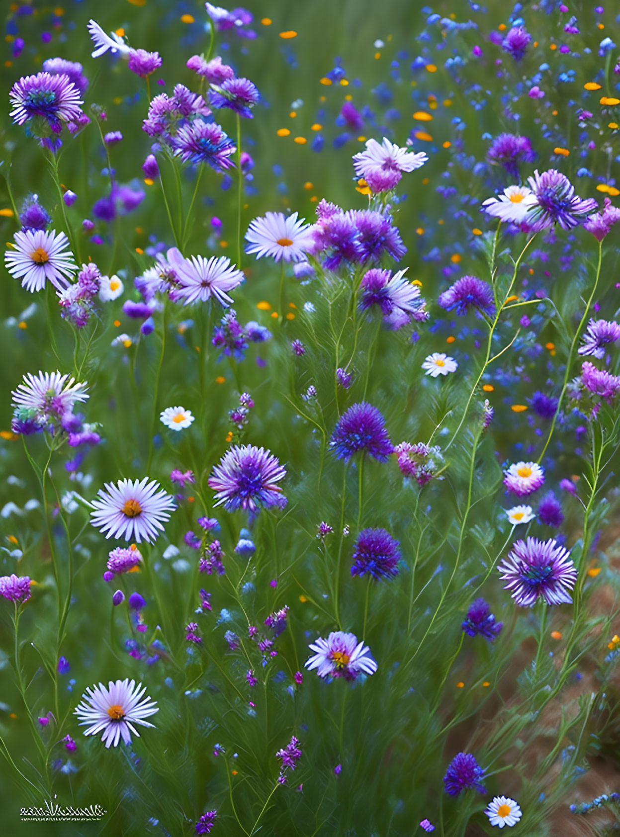 Colorful Wildflower Field with Purple, Blue, White, and Orange Blossoms