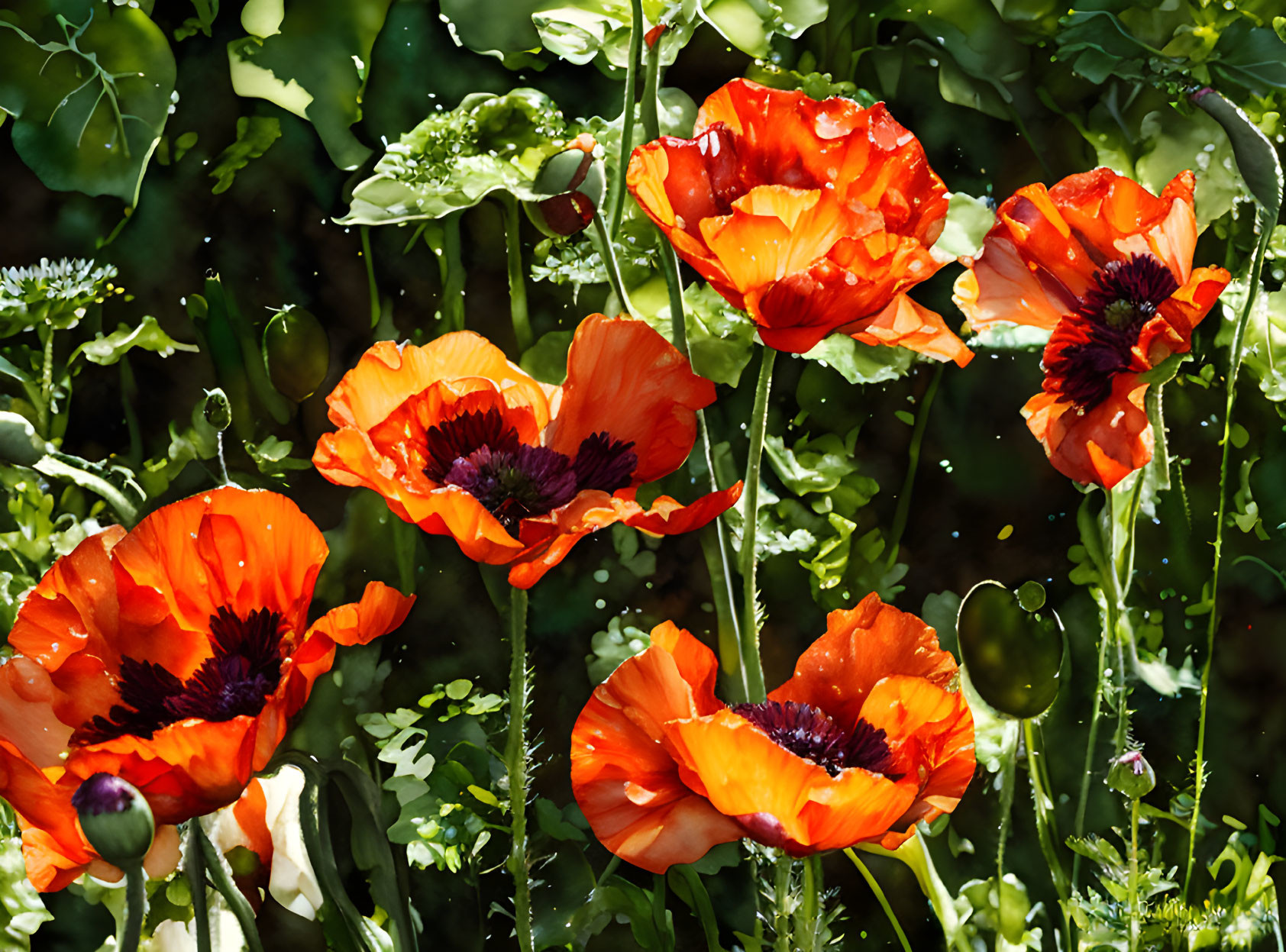 Bright Orange-Red Poppies in Full Bloom with Dark Centers