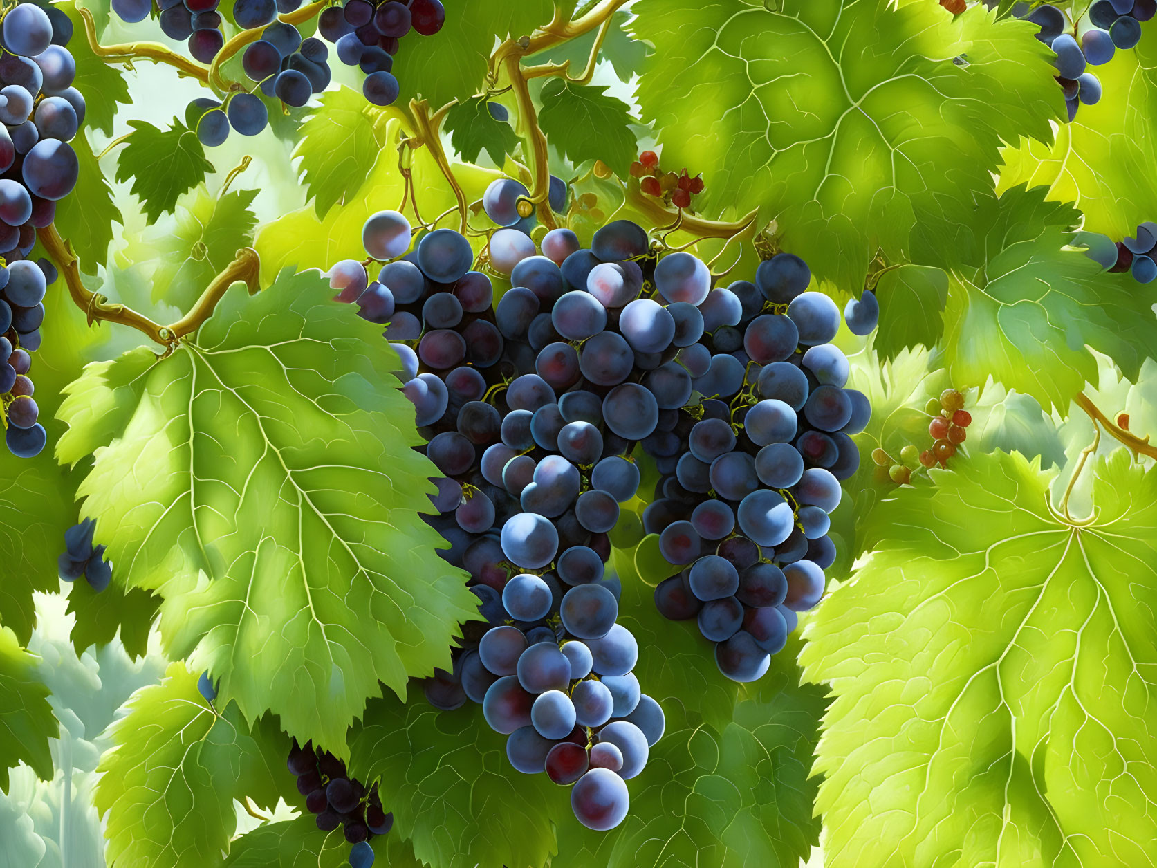 Ripe blue grapes on lush grapevines under sunlight