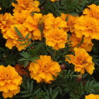 Bright Yellow Marigold Flowers with Decorative Bottle on Dark Background